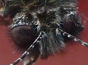 Hairy eyes, Lasiommata maeara